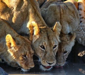 Viaggio fotografico in Kenya con Luca Bracali