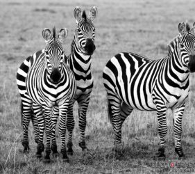 Viaggio fotografico in Kenya con Luca Bracali