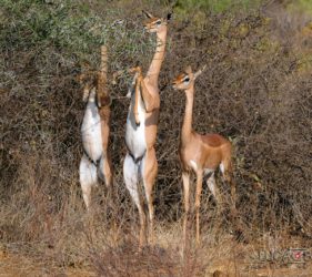 Viaggio fotografico in Kenya con Luca Bracali