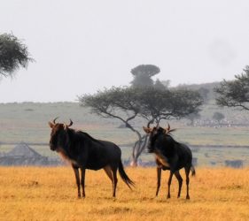 Viaggio fotografico in Kenya con Luca Bracali
