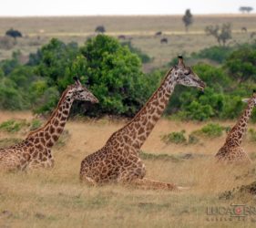 Viaggio fotografico in Kenya con Luca Bracali