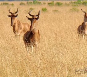 Viaggio fotografico in Kenya con Luca Bracali