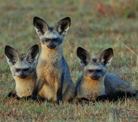 Viaggio fotografico in Kenya con Luca Bracali