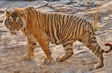 Viaggio fotografica in India, Tiger Safari