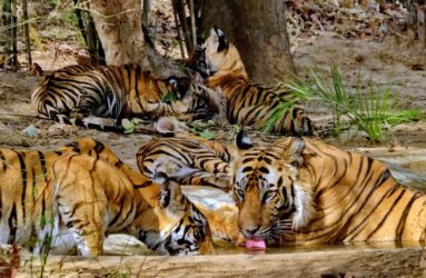 Viaggio fotografica in India, Tiger Safari