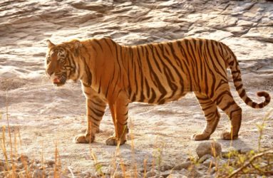 Viaggio fotografica in India, Tiger Safari