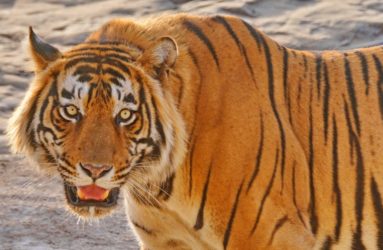 Viaggio fotografica in India, Tiger Safari