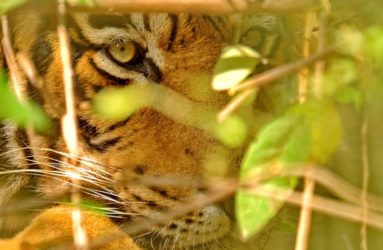 Viaggio fotografica in India, Tiger Safari