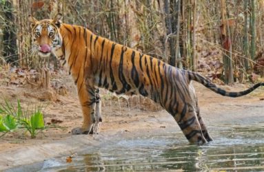 Viaggio fotografica in India, Tiger Safari