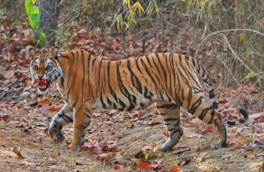 Viaggio fotografica in India, Tiger Safari