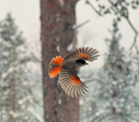 In Finlandia e Norvegia con Luca Bracali