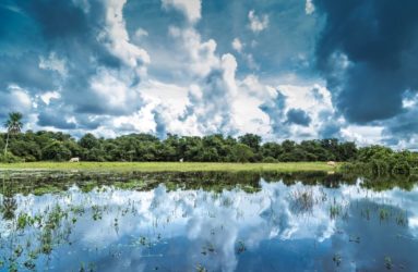 Viaggio fotografico in Brasile, Pantanal