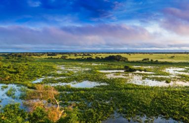 Viaggio fotografico in Brasile, Pantanal