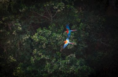Viaggio fotografico in Brasile, Pantanal