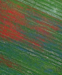 Castelluccio di Norcia