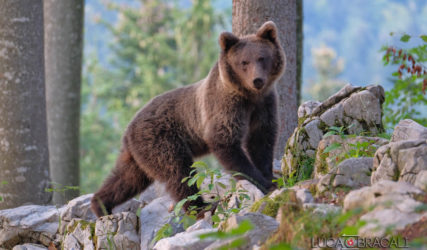 Viaggio fotografico in Slovenia, gli orsi