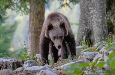 Viaggio fotografico in Slovenia, gli orsi