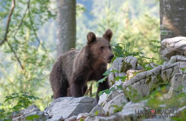 Viaggio fotografico in Slovenia, gli orsi