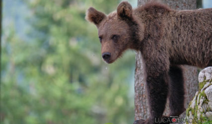 Viaggio fotografico in Slovenia, gli orsi