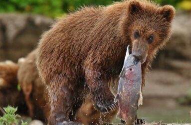 Viaggio fotografico in Kamchatka