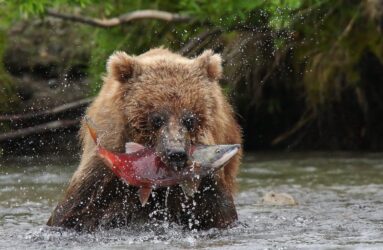 Viaggio fotografico in Kamchatka
