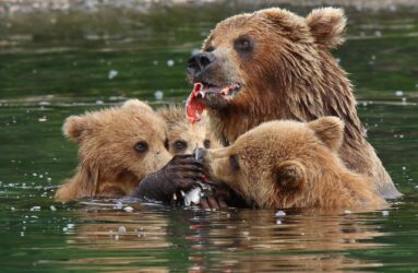 Viaggio fotografico in Kamchatka