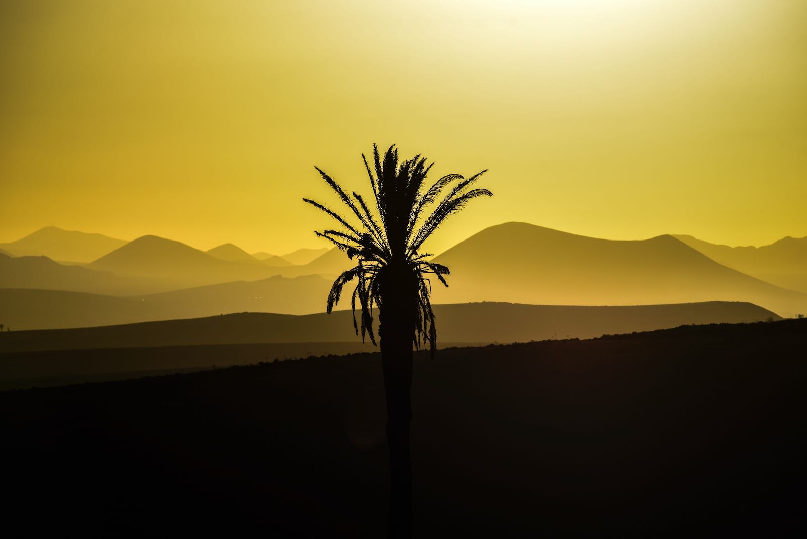 iStock-Lanzarote_palma-min