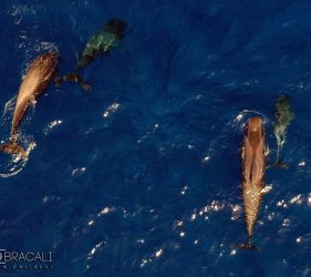Delfini alle isole Azzorre