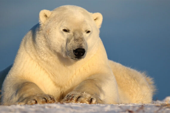 Viaggio fotografico in Canada, nel regno degli orsi polari