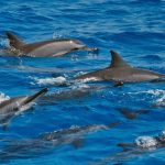 viaggio Madagascar delfini
