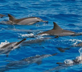 viaggio Madagascar delfini