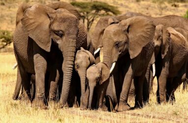 Viaggio in Kenya con Luca Bracali