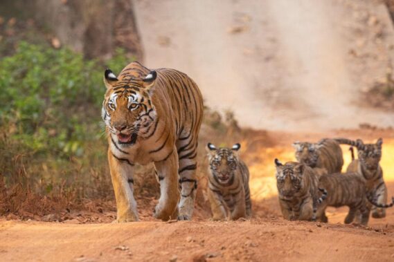 Viaggio fotografico in India tiger safari
