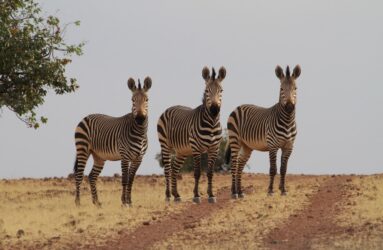 Viaggio in Namibia