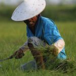 Viaggio in Indonesia: Sulawesi, Java e Bali