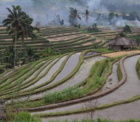 Viaggio in Indonesia: Sulawesi, Java e Bali