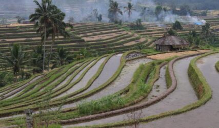 Viaggio in Indonesia: Sulawesi, Java e Bali