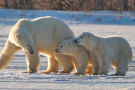 CANADA - Dal 05 al 13/11